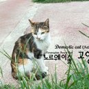 노르웨이숲 고양이 Domestic cat (Felis catus) 이미지