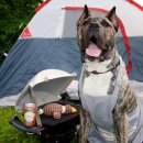 고마워, 강아지 이미지