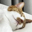 (주)알케이코리아 | 롤 팩토리 주짓수 한 달 운영 후기!(영등포구청 주짓수, 문래 주짓수, 양평 주짓수, 강서 주짓수, 노기...