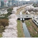 볼래로 문화거리 이미지
