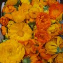 꽃차 소믈리에: 취미반 이미지