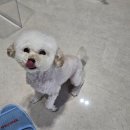 보화➡️뽀와🩷 반려일기 1 이미지