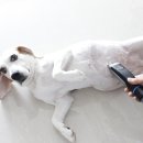 마이댕댕(My.d,d) 이미지