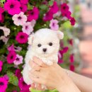 미니PICK 이미지