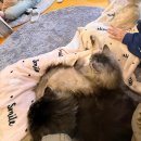 청춘 고양이 카페 | 서울 마포구 홍대 이색 데이트 청춘고양이카페 | 주말 방문 내돈내산 후기 리뷰 이벤트 츄르