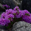 지리산 달궁계곡 수달래 ^^ 이미지