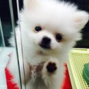 포포즈 반려동물장례식장 양주점 이미지