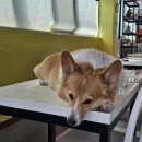 멍멍이다방 이미지