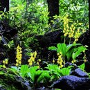 제주의 추억 이미지