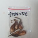 수선화 골든벨 자구 이미지