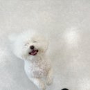 릴리리독 이미지