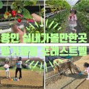 매밑농장 | [여행] 용인 실내가볼만한곳 딸기체험농장 포레스트벨