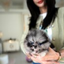 퍼피트렌드 이미지