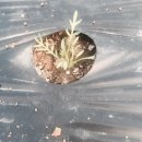 금봉농장 이미지