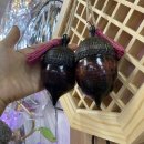 조화불교사
