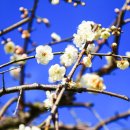 매화목장 이미지