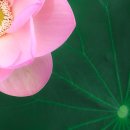 늘꽃길 - 성동구 아차산로 18 | 늘꽃길