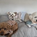 케니애견돌봄센터 이미지