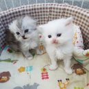 부산애견팡팡 이미지