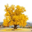 은행나무1길 이미지