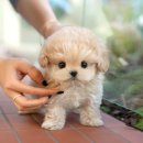 부산강아지분양 미유펫 이미지