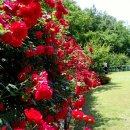 장미별장 이미지