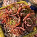 양진농장 이미지