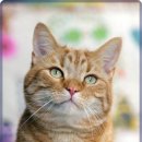 숲 동물의료센터 이미지