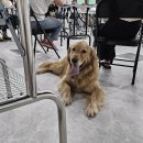 김쌤애견 이미지