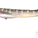 월성식당 이미지