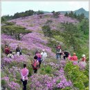 4월26(일)장흥 제암산/사자산 철쭉꽃축제 산행신청 이미지