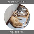 인비올컴퍼니 | [치키 집사일기] 집콕휴가 | 생식 내장주문&손질 | 커피그라인더