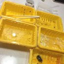 빨간모자 얼큰이 이미지