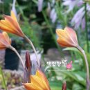 백합선물 이미지