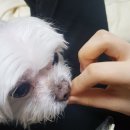 케이디펫 네이버블로그