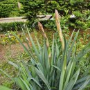 스파인리스 유카(Spinelss Yucca) 이미지