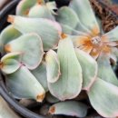 성보골드 이미지