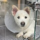 장유누가병원 | 11살 노견 강아지 혈변 설사 급성 장염 3박4일 입원 퇴원 치료 후기 (+김해 24시 동물병원)