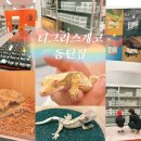 크로스핏 에스 슈퍼키친 | 티그리스게코 동탄점 애완 도마뱀 분양 파충류샵 물고기 난이도 유아 동물 키우기