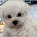 로얄펫 강아지분양 고양이분양 전주본점 이미지