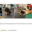 파티가는 댕댕이 이미지