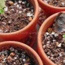 칠리농장 이미지