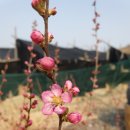 수반농장 이미지