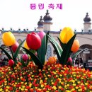 EVERLAND RESORT (에버랜드.장미&amp;튤립축제 MP4 동영상 2편) 이미지