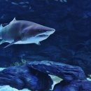 비버피시 이미지