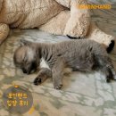 1875 | [❤️입양후기❤️] 1875. 노노🐶