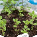 애플민트 이미지