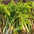 고향뜰 농장 이미지