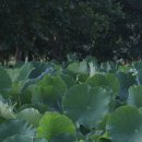 개화농장 이미지