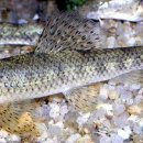 고기도감 이미지